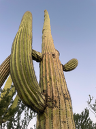 Tall Saguaro cactus against a clear blue sky in Arizona