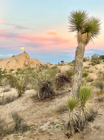 Joshua tree in the desert in Joshua Tree National Park California at sunset with full moon
