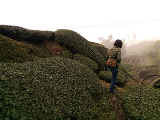 What's the benefit of Oolong tea?