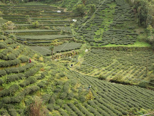 Rueili, a misty tea plantation in Alishan