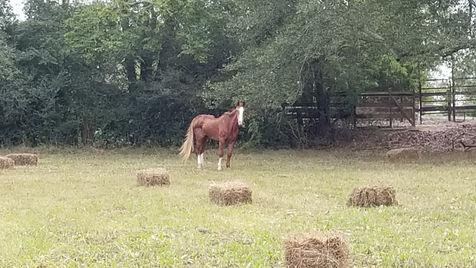 Why can't horses live forever?