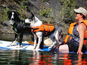 Éducatrice canine