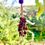 Miniatura: Shankara Mala