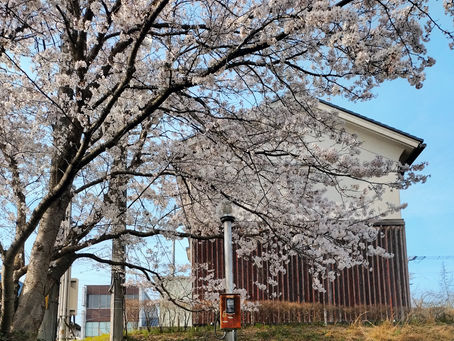 忙しくても、桜の下でゆっくり過ごすのはすばらしいことです。