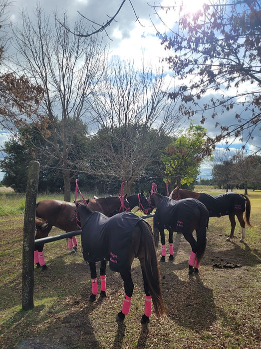 horses.jpg