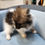 Thumbnail: Pomeranian, tiny(1.55lbs@10weeks) parti male