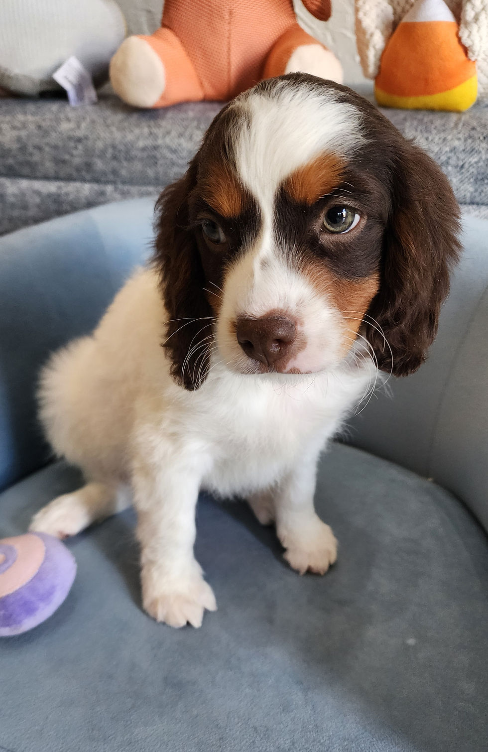Thumbnail: Cavapoo, handsome male