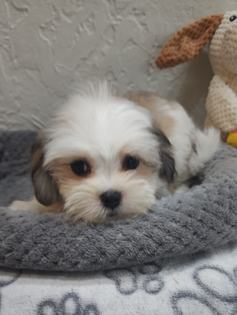 Thumbnail: Malshi, adorable small female 