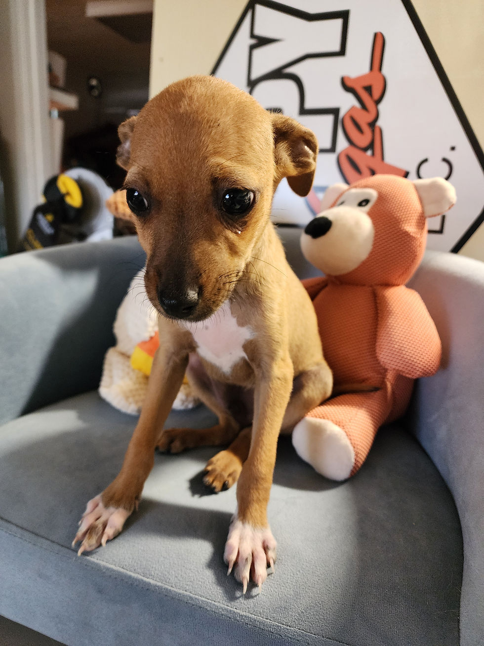 Thumbnail: Chihuahua, sweet male