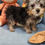 Thumbnail: Silky Terrier, tiny (1lbs 5oz @ 11wks) loveable Female 