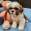 Thumbnail: Lhasa Apso, Tiny loveable male 