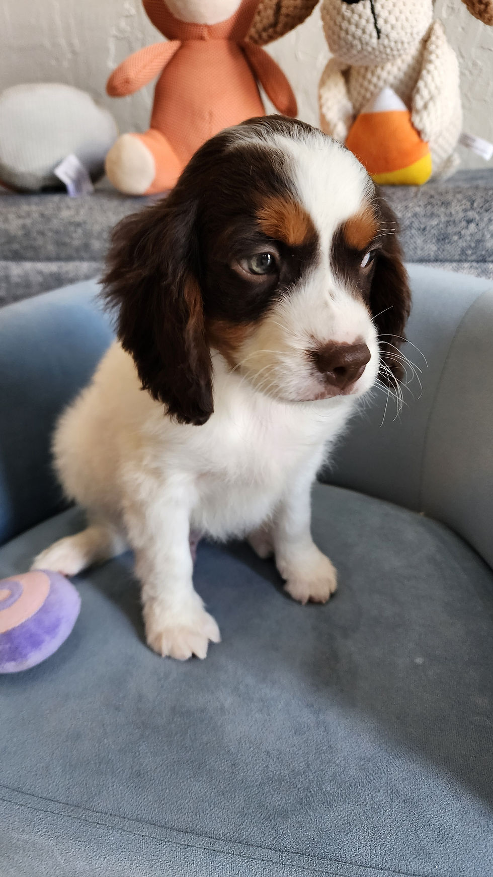 Thumbnail: Cavapoo, handsome male