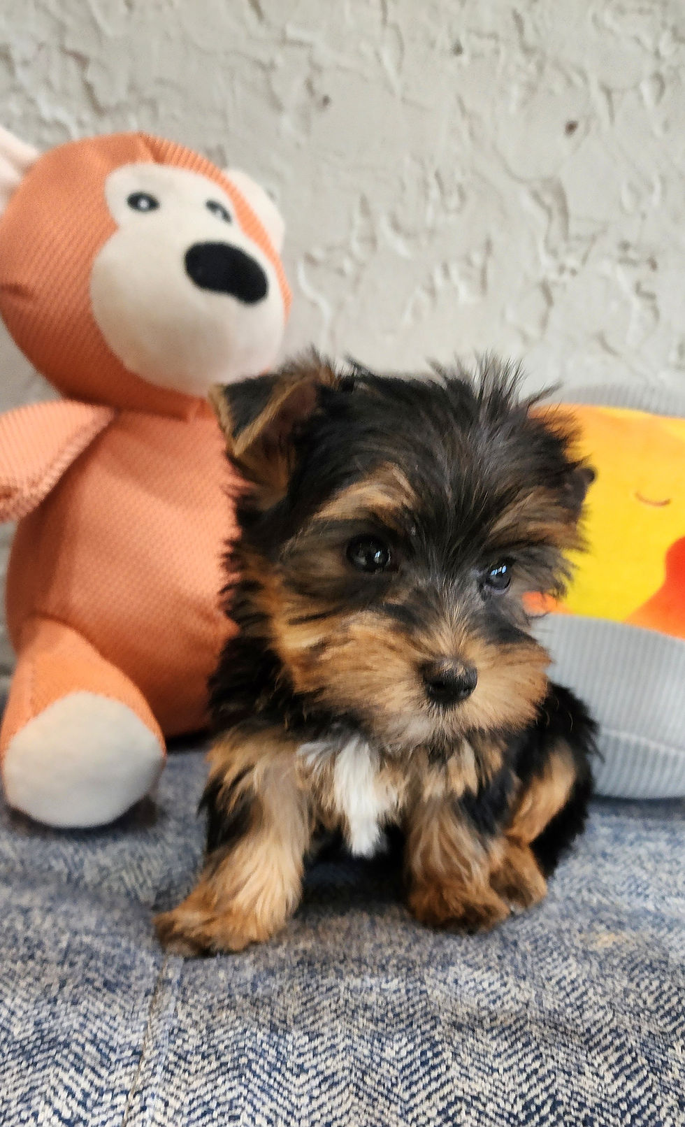 Thumbnail: Yorkie, super tiny (1.5 lbs@8wks) adorable female 