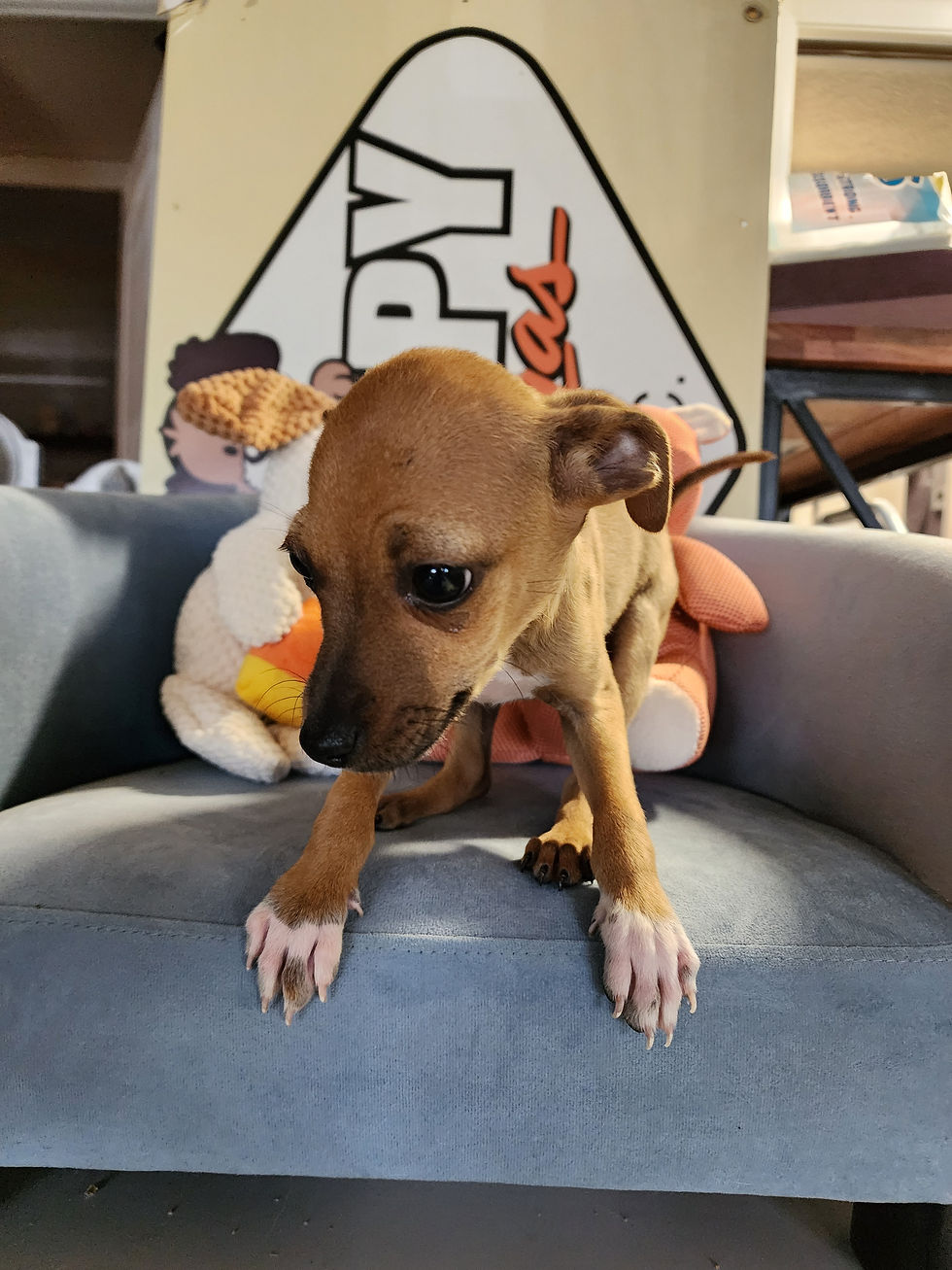 Thumbnail: Chihuahua, sweet male