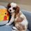 Thumbnail: Cavalier King Charles, beautiful sweet male 