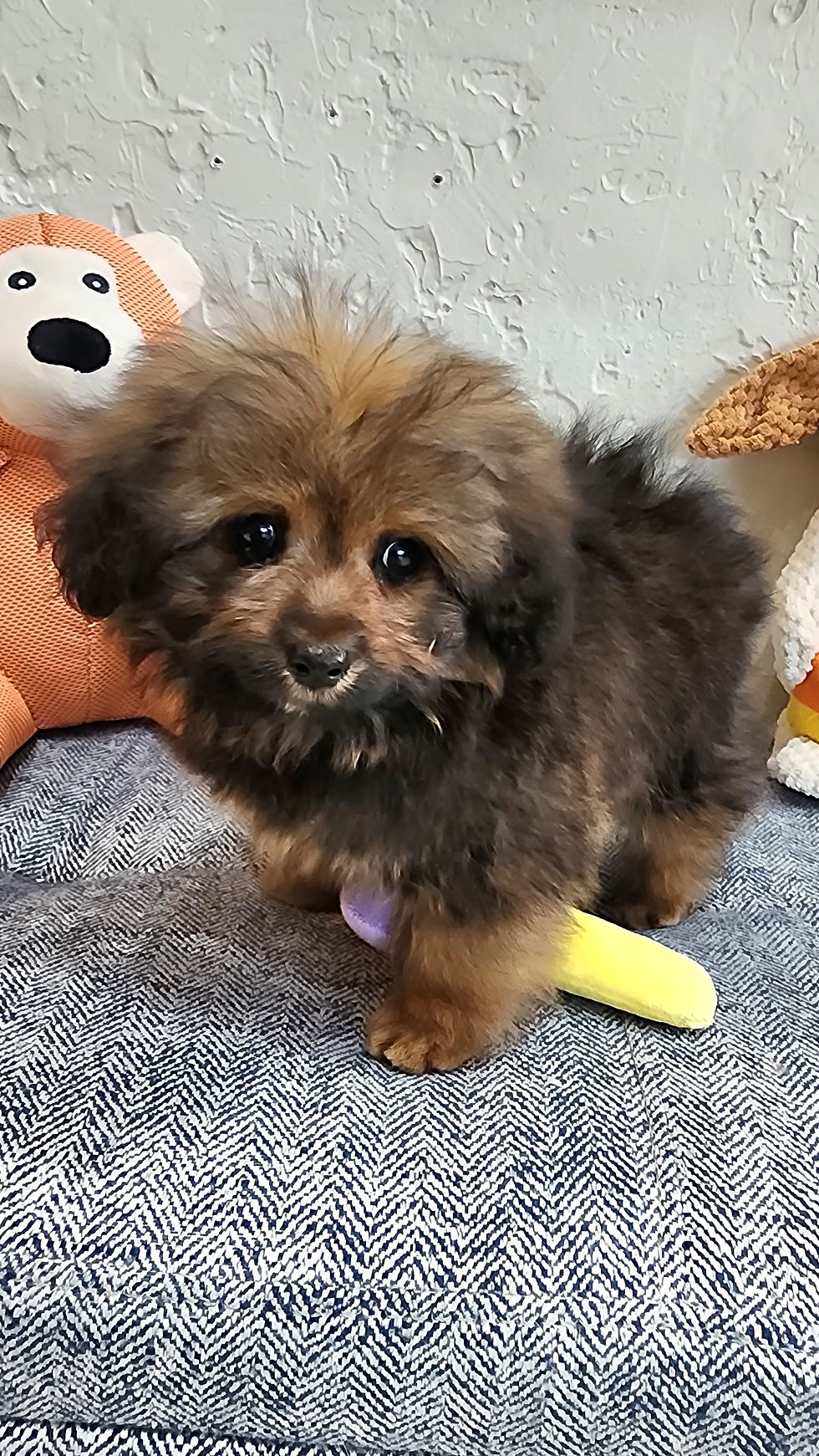 Thumbnail: Pomapoo, tiny fluffy cute male 