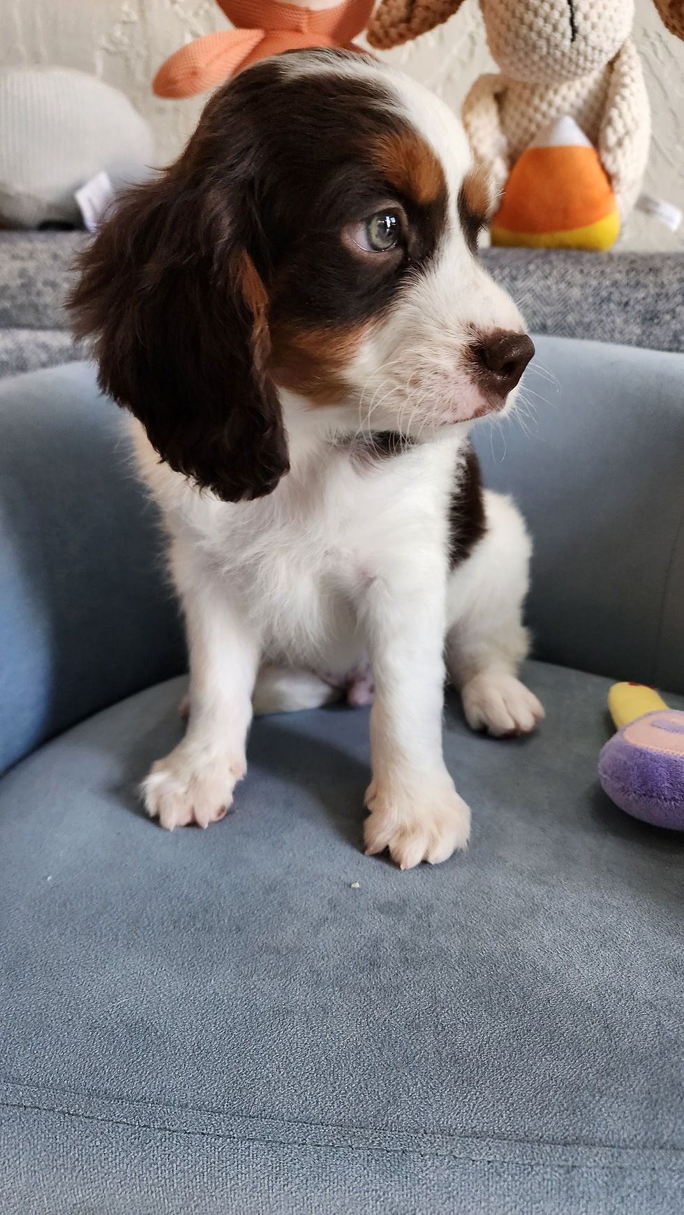 Thumbnail: Cavapoo, handsome male