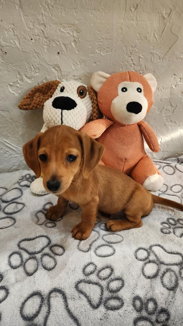 Thumbnail: Dachshund, tiny loveable male 