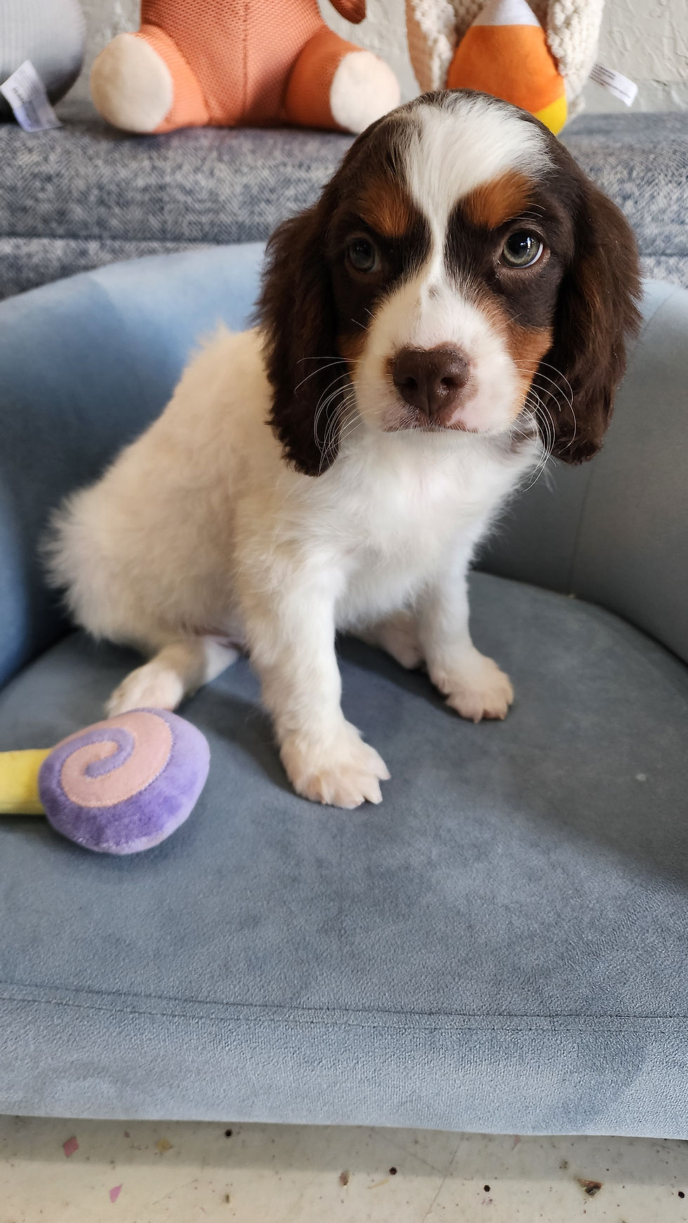 Thumbnail: Cavapoo, handsome male