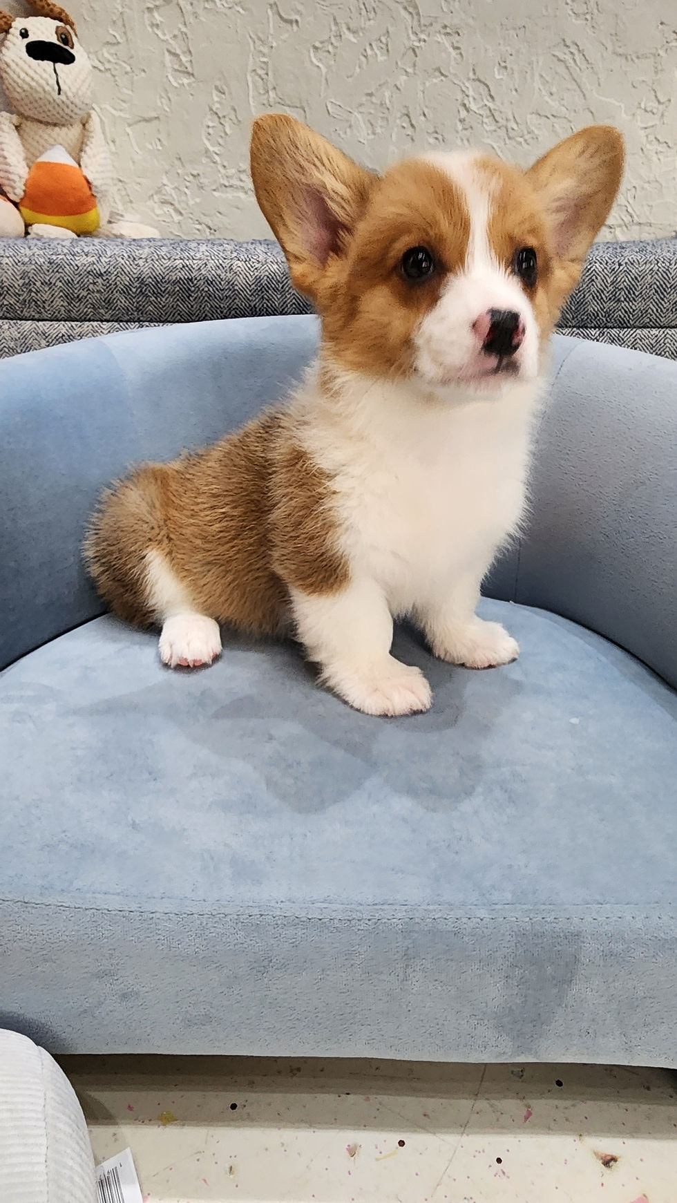 Thumbnail: Corgi, nice male