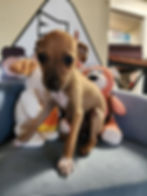 Thumbnail: Chihuahua, sweet male