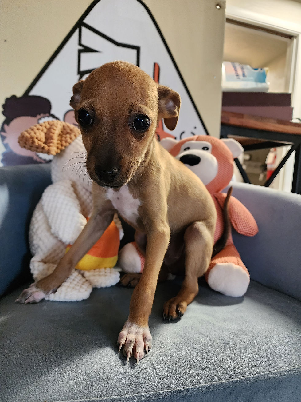 Thumbnail: Chihuahua, sweet male