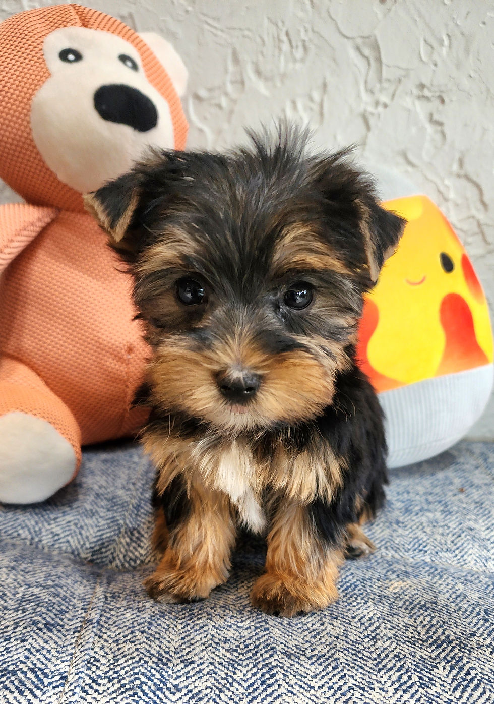 Thumbnail: Yorkie, super tiny (1.5 lbs@8wks) adorable female 