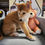 Thumbnail: Shiba Inu, male