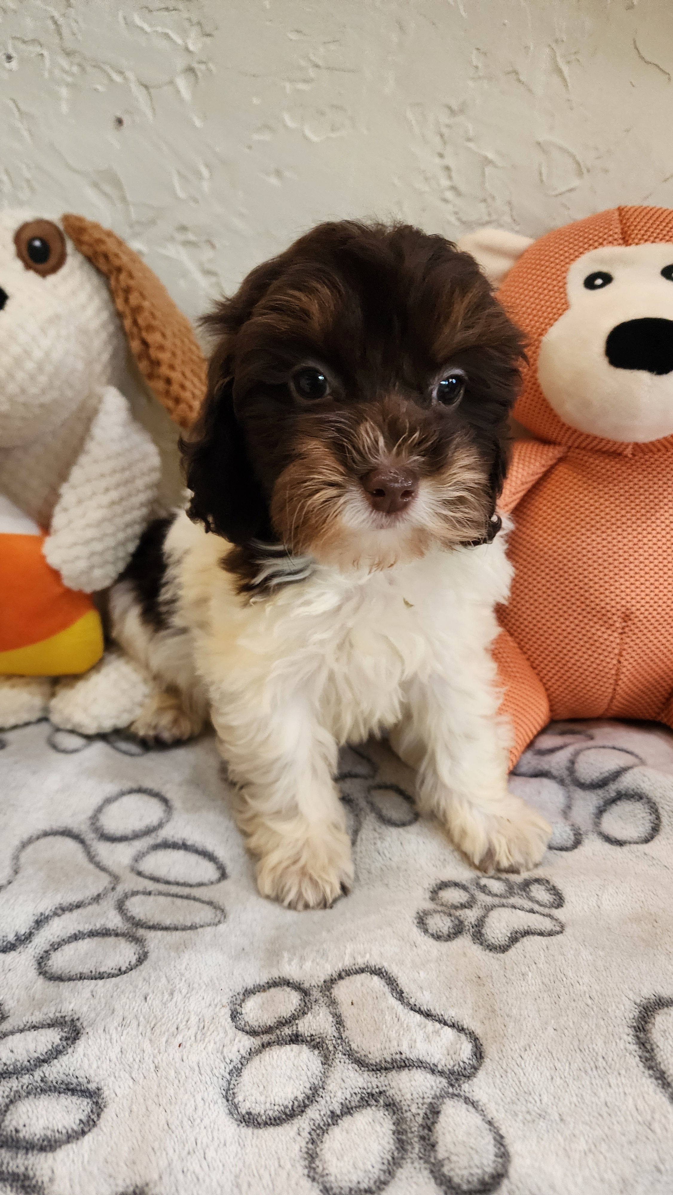 Mini Goldendoodle 2nd Gen, tiny Toy male