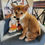 Thumbnail: Shiba Inu, male
