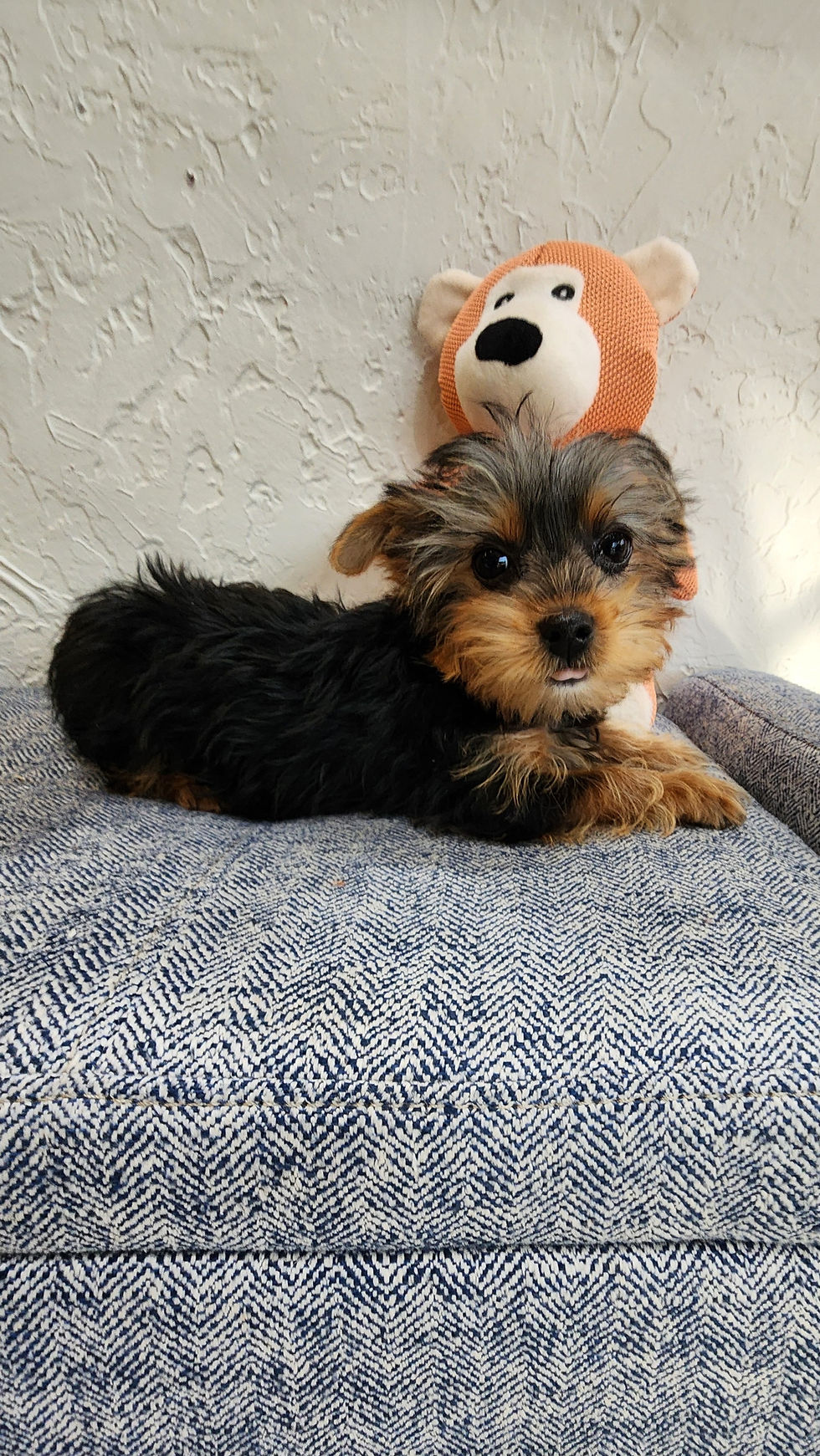 Thumbnail: Yorkie, tiny cute male