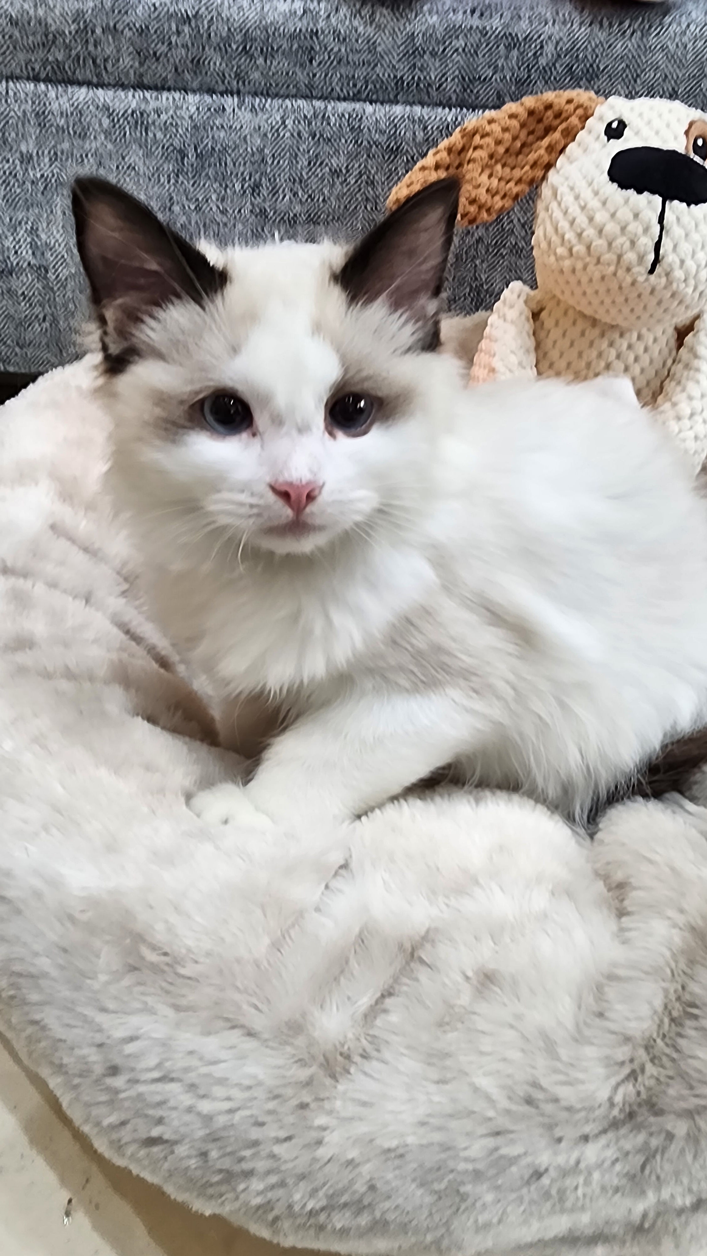 Ragdoll, beautiful female Cat