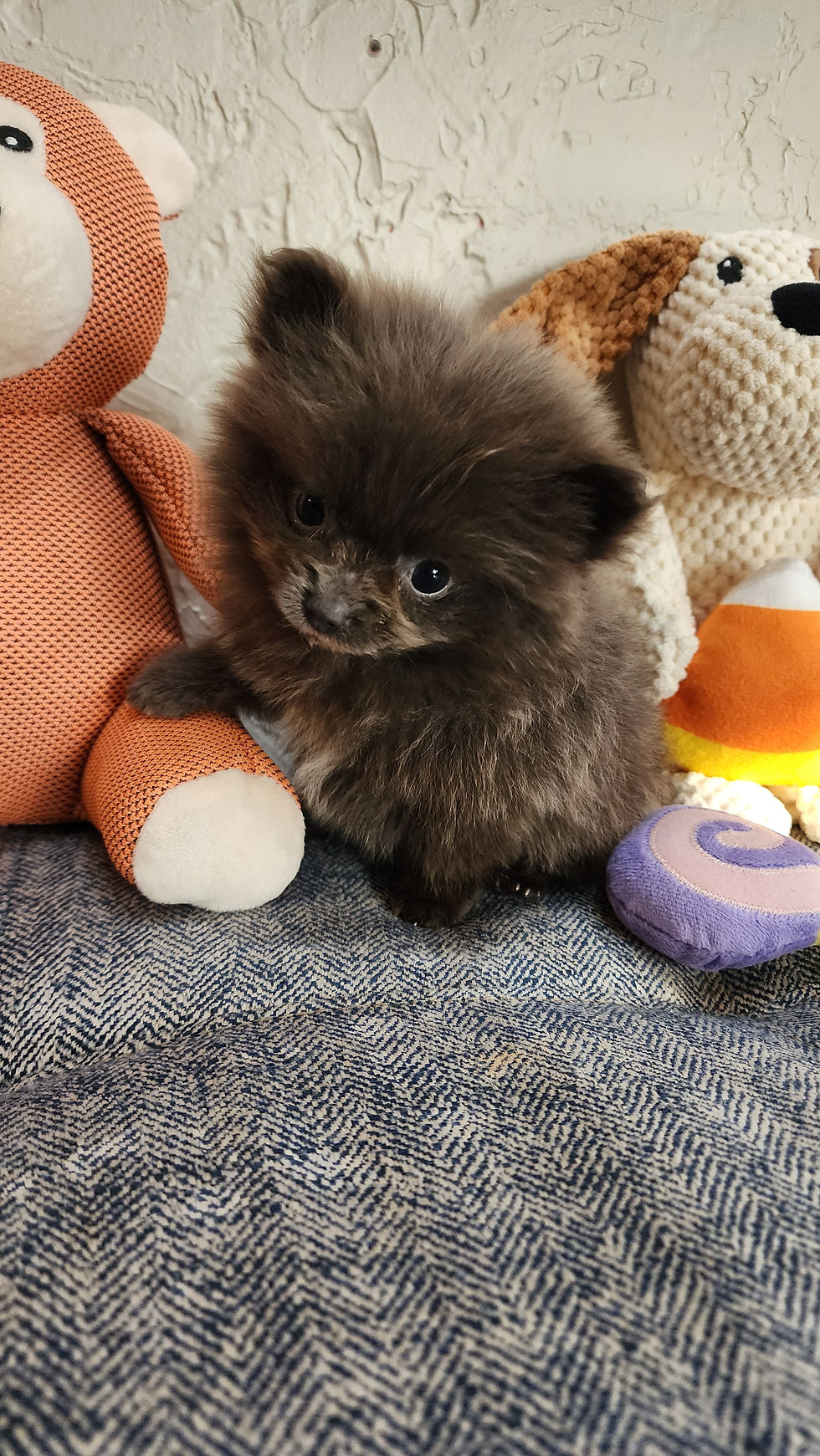 Thumbnail: Pomeranian, adorable super tiny (1 lbs @8wks) female 