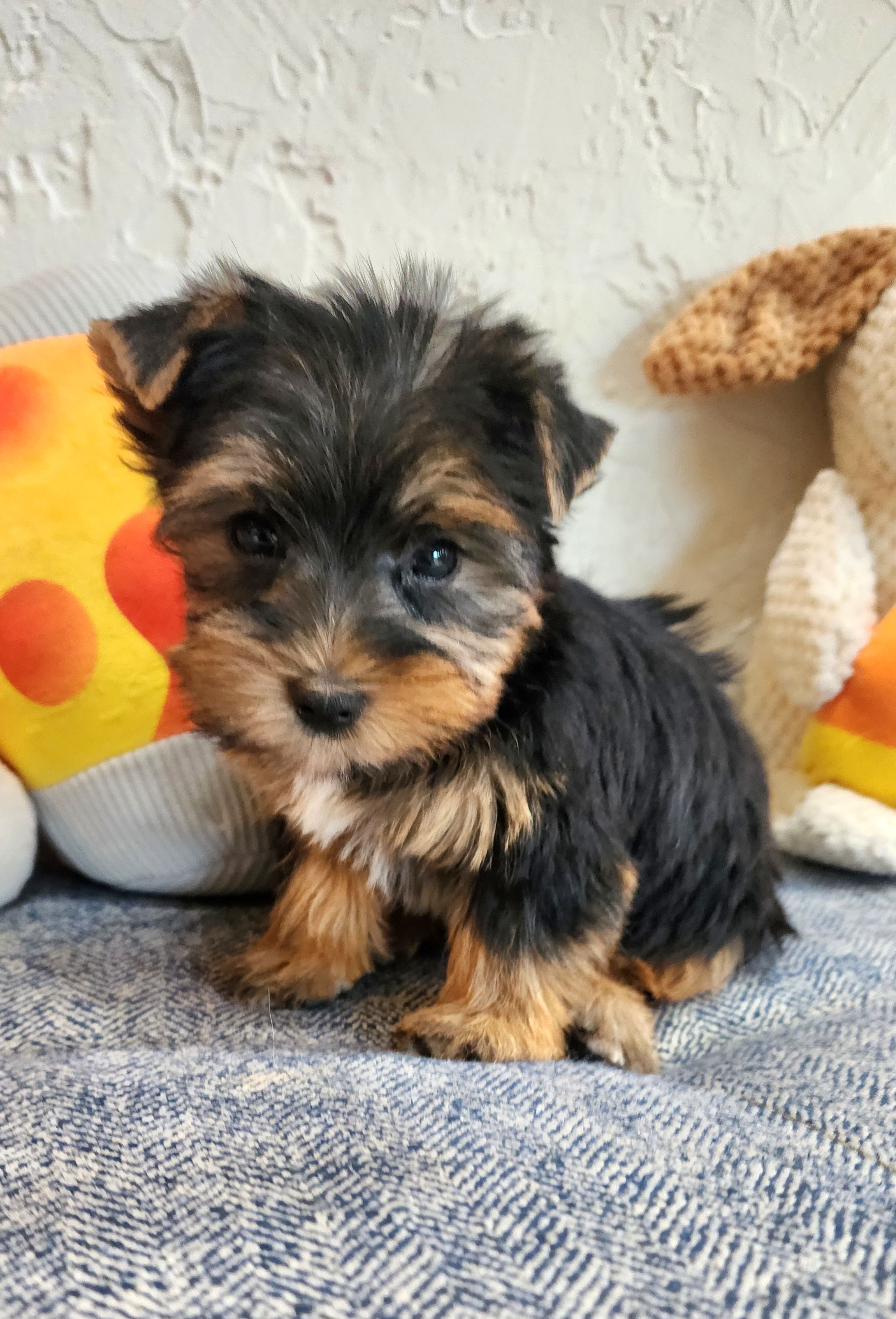 Yorkie, super tiny (1.5 lbs@8wks) adorable female 