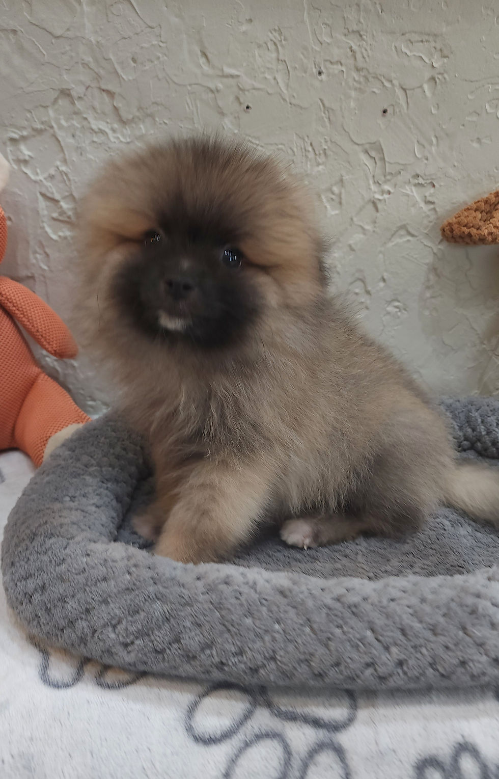 Thumbnail: Pomeranian, small fluffy teddy male 