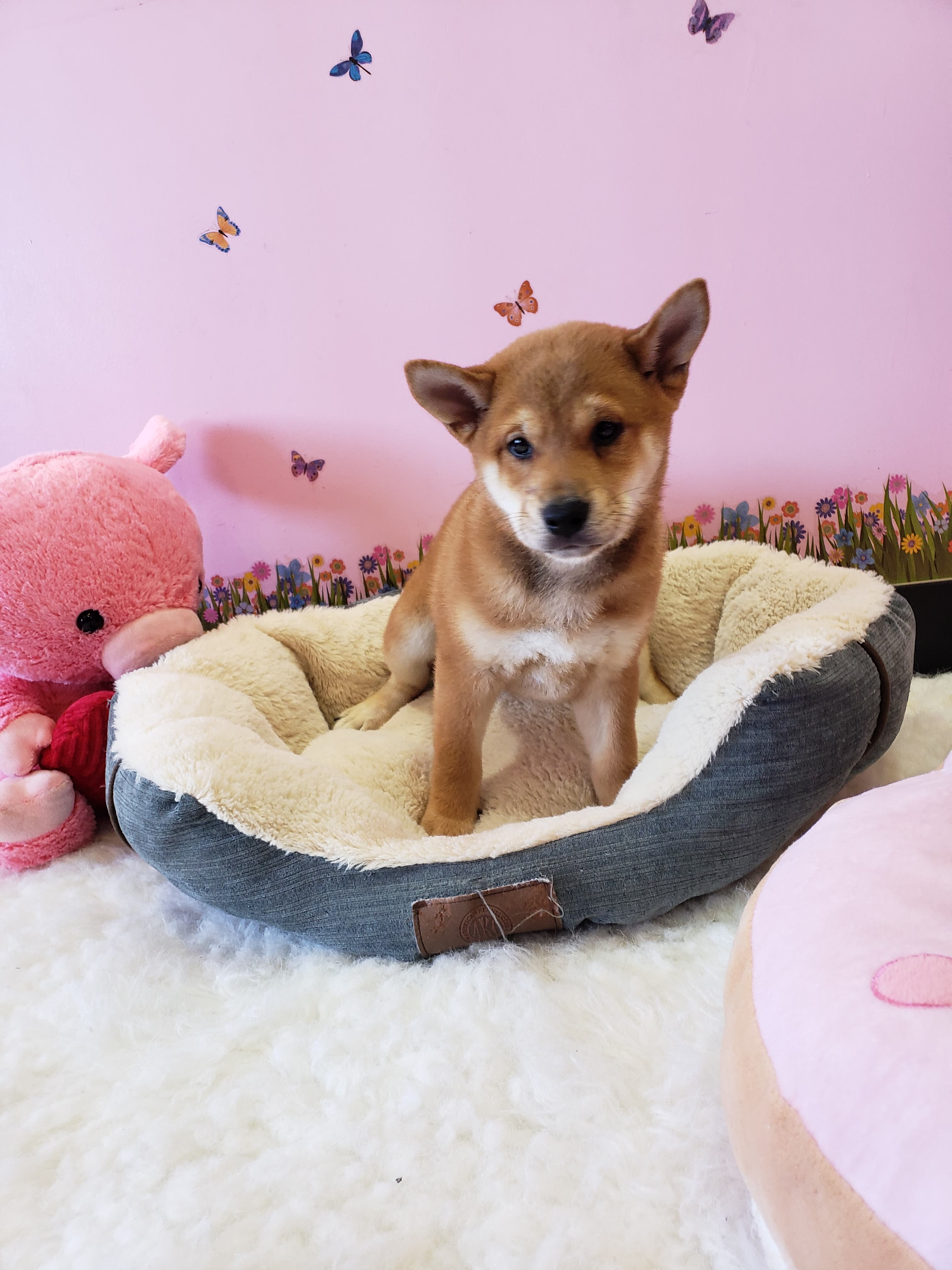 Shiba Inu Puppytownlasvegas