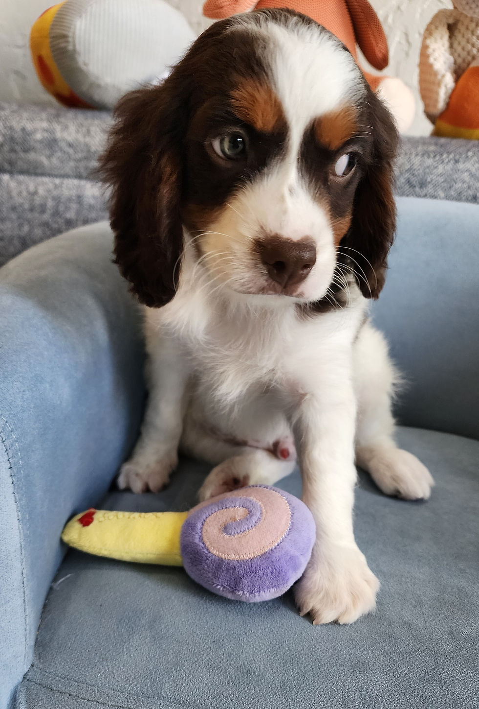 Thumbnail: Cavapoo, handsome male