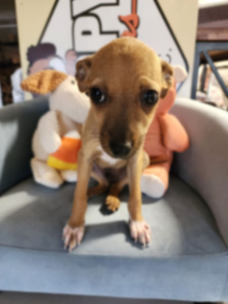 Chihuahua, sweet male