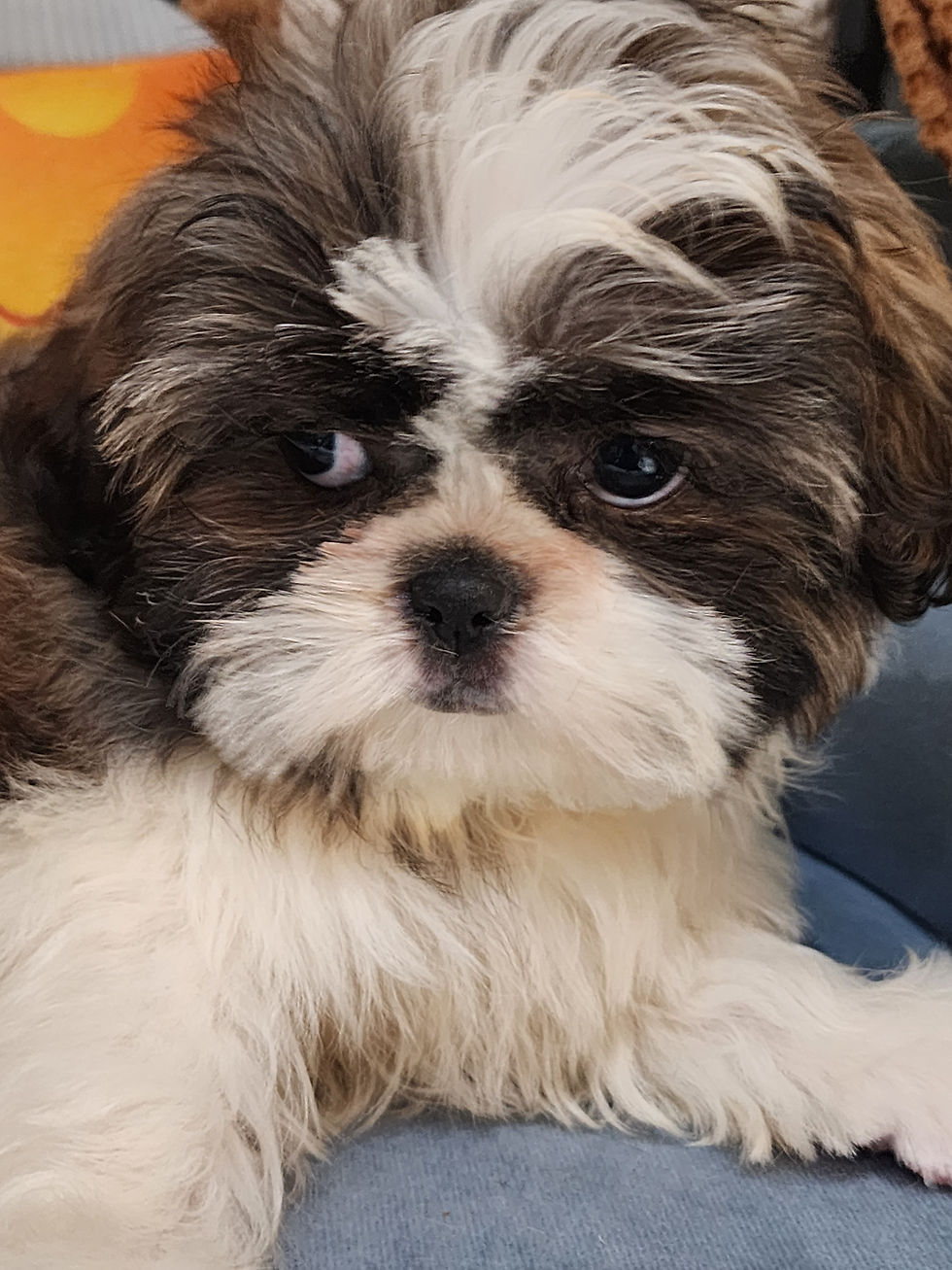 Thumbnail: Shih Tzu, small cute female 