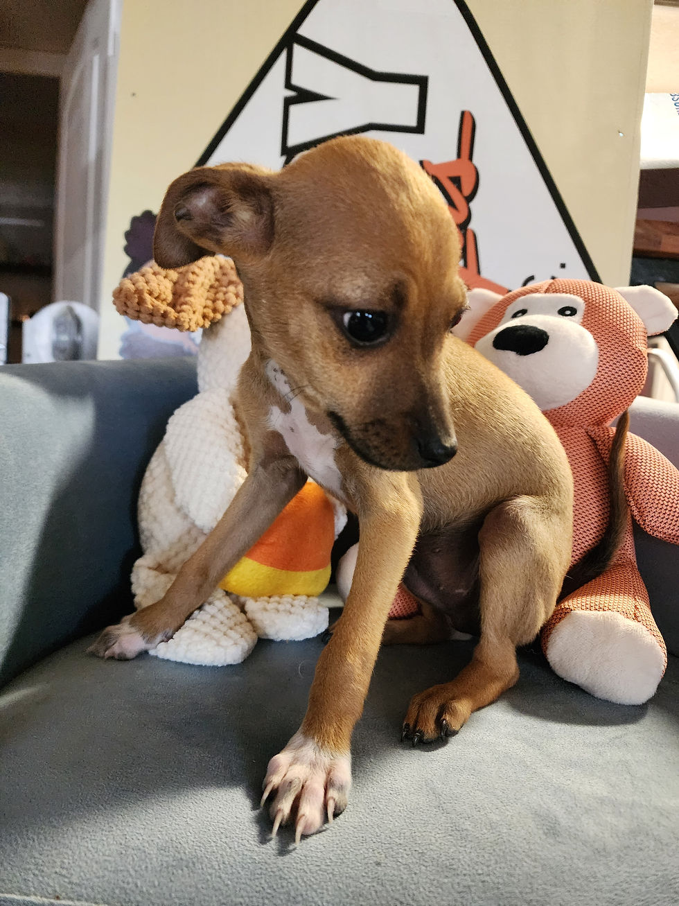 Thumbnail: Chihuahua, sweet male