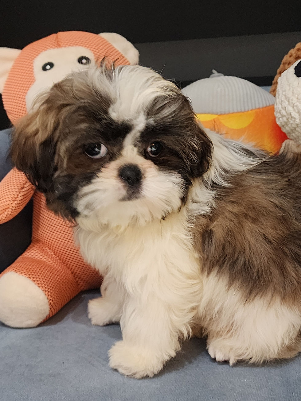 Thumbnail: Shih Tzu, small cute female 
