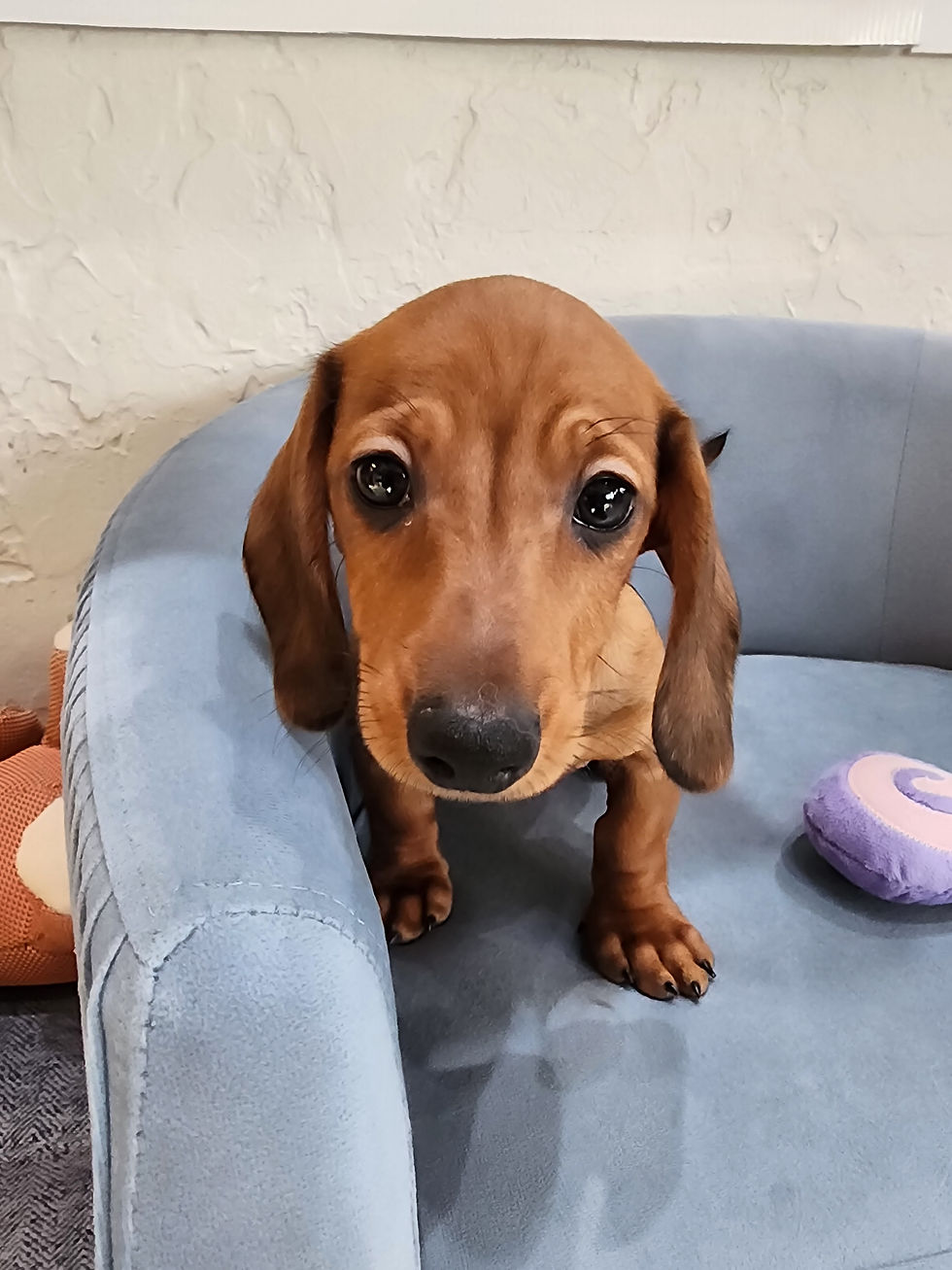 Thumbnail: Dachshund, mini Wild Boar male