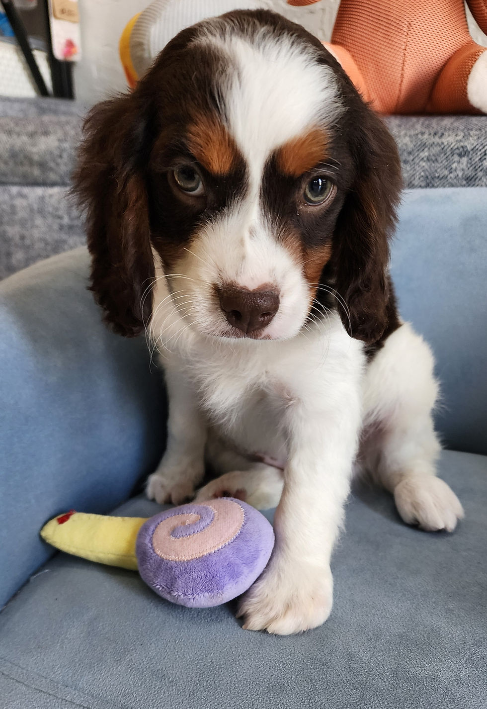 Thumbnail: Cavapoo, handsome male