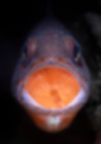 MACRO