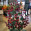 Thumbnail: 77cm tall premium red berry and holly branch