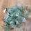 Thumbnail: Big bunch green eucalyptus 