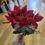 Thumbnail: Poinsettia and frosted cone bunch  - 2 colours available 