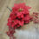 Thumbnail: Poinsettia and berry bunch  - 2 colours available 