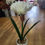 Thumbnail: 46cm potted amaryllis - 2 colours available 