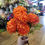 Thumbnail: Autumnal Orange chrysanthemum bouquet 